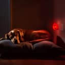 1W LED Night Light with Auto Sensor Red Ladybug Plug In Dusk to Dawn A62R
