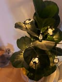 Outdoor or Indoor Mini Lantern 20 LED String Lights IP44 Mains Powered 2500K LANSL01