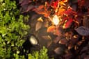12V Outdoor Garden Spike Ground Outdoor Light MR16 ZLC015