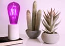 4w Purple LED Vintage Filament Light Bulb E27 Clear Glass ST58 Ambient Lighting 